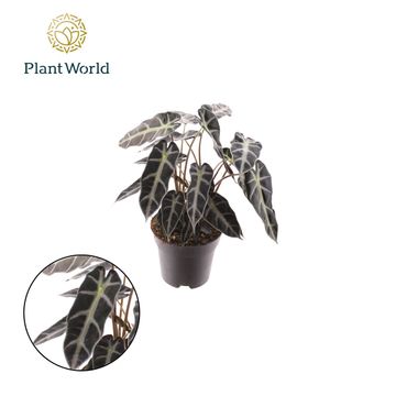 Alocasia BAMBINO ARROW