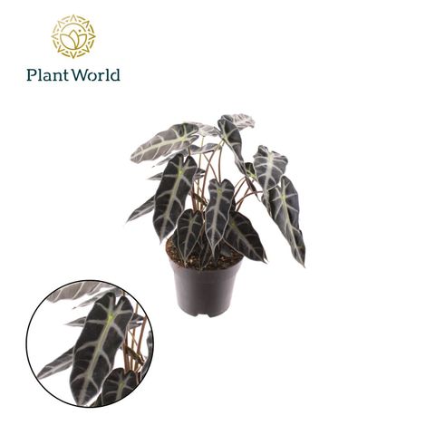 Alocasia BAMBINO ARROW