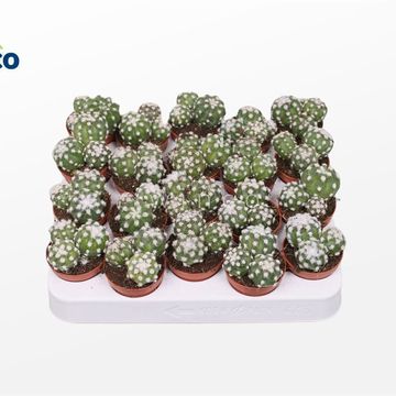 Echinopsis subdenudata