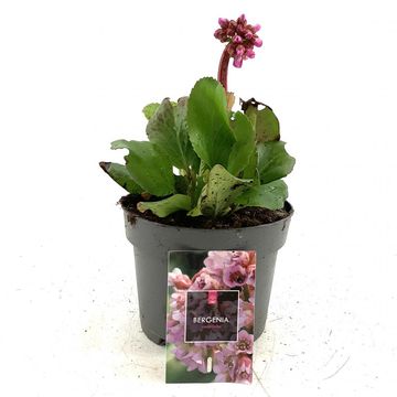 Bergenia cordifolia
