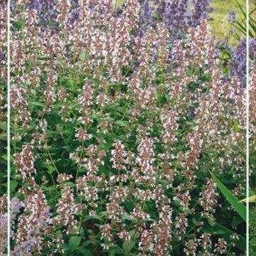 Nepeta MIX