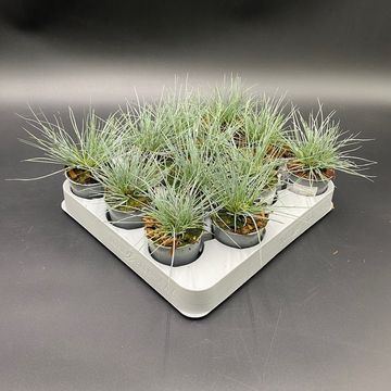 Festuca valesiaca 'Buddy Blue'