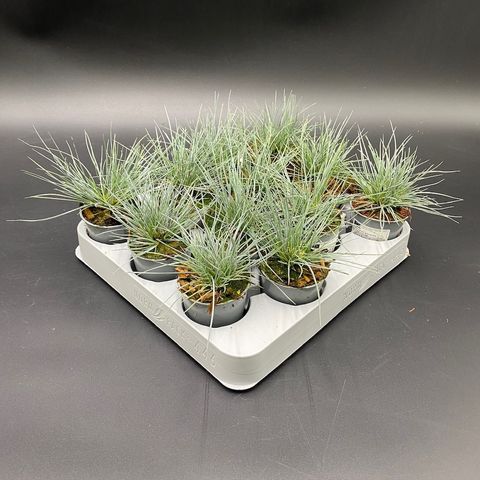 Festuca valesiaca 'Buddy Blue'