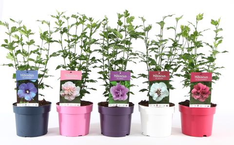 Hibiscus syriacus MIX