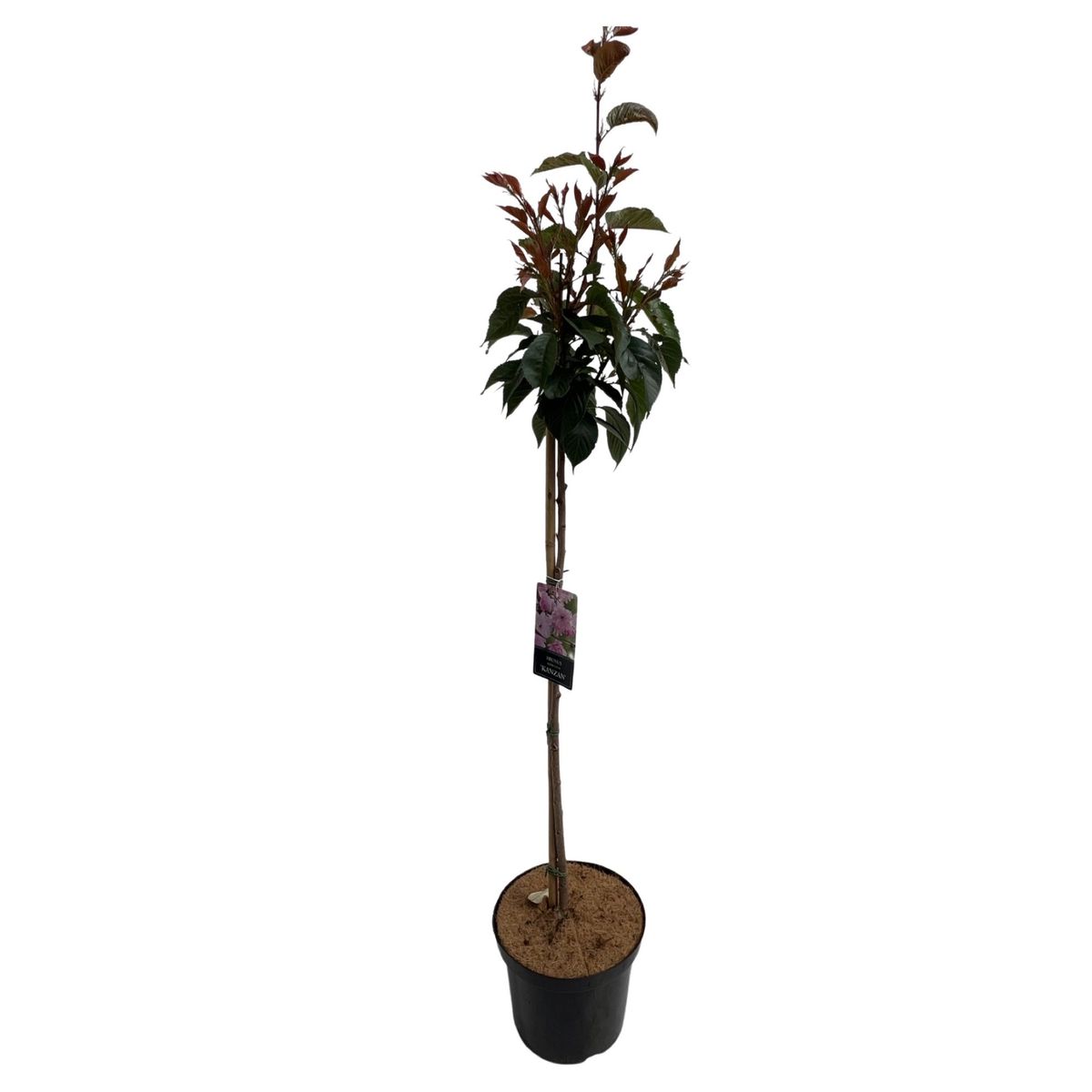 Prunus serrulata 'Kanzan' — Plant Wholesale FlorAccess