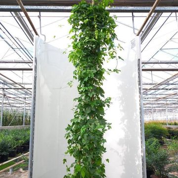 Humulus lupulus