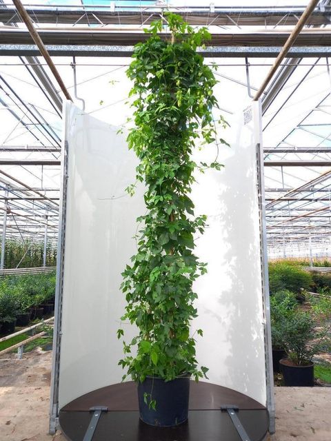 Humulus lupulus