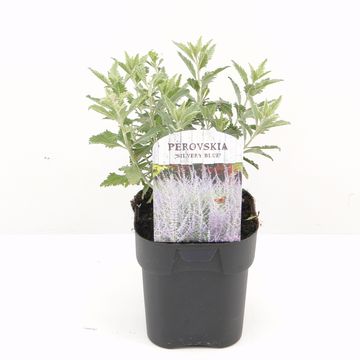 Perovskia atriplicifolia SILVERY BLUE