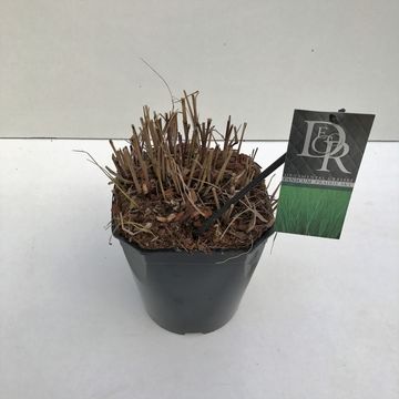 Panicum virgatum 'Prairie Sky'