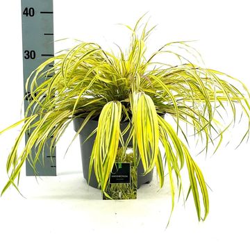 Hakonechloa macra 'Aureola'
