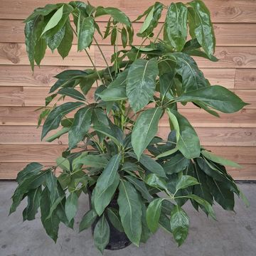 Schefflera actinophylla 'Amate'