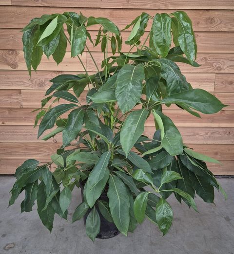 Schefflera actinophylla 'Amate'