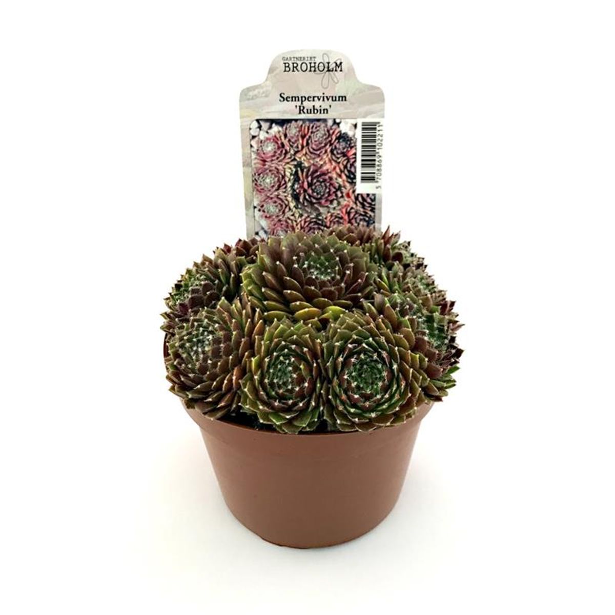 Sempervivum 'Rubin' — Plant Wholesale FlorAccess