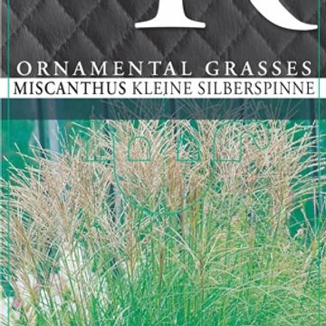 Miscanthus sinensis 'Kleine Silberspinne'