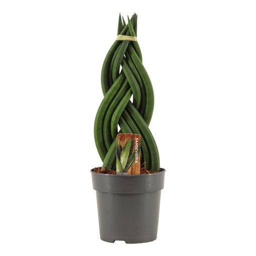 Sansevieria cylindrica