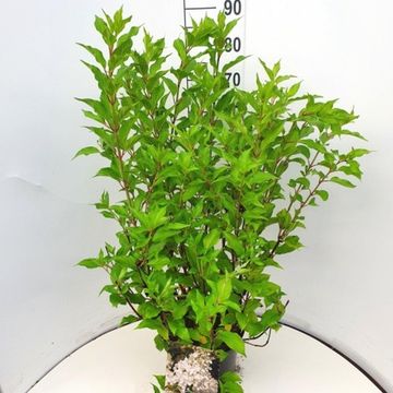 Hydrangea paniculata 'Kyushu'