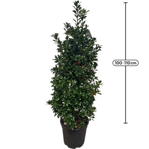 Ilex x meserveae HECKENFEE