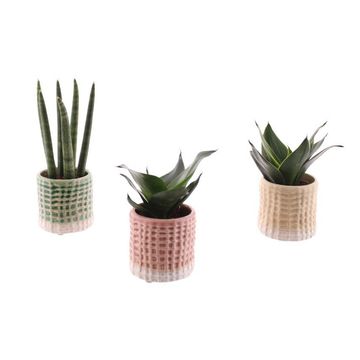 Sansevieria MIX