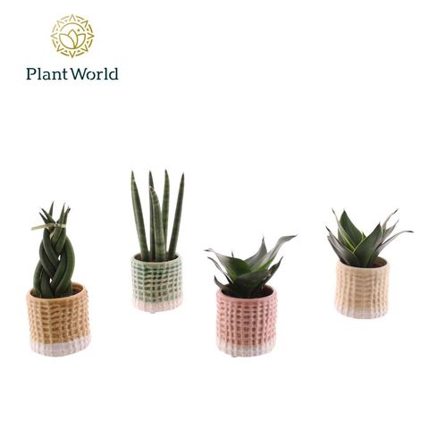 Sansevieria MIX