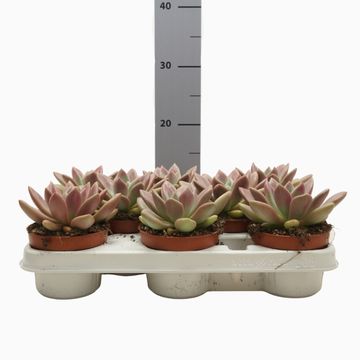 x Pachyveria 'Rosy Crow'