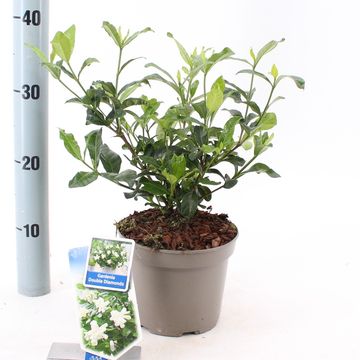 Gardenia jasminoides DOUBLE DIAMONDS
