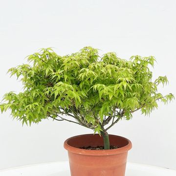 Acer palmatum 'Kiyohime'