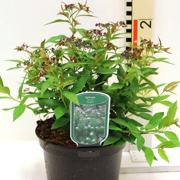 Спирея japonica 'Генпей'
