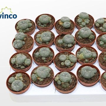 Lophophora williamsii