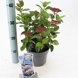 Viburnum tinus LISAROSE (About Plants Zundert BV)