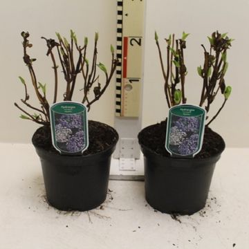 Hydrangea macrophylla 'Ayesha'