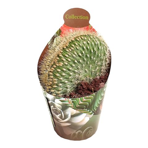 Espostoa guentheri cristata