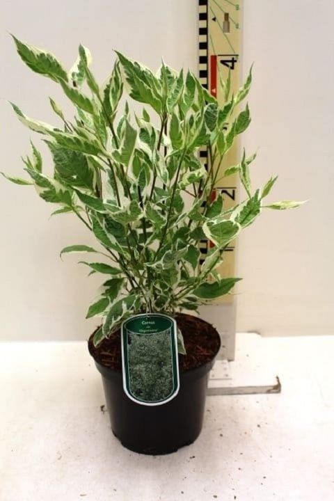 Cornus alba 'Elegantissima'