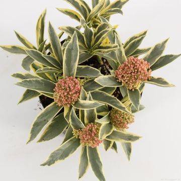 Skimmia japonica 'Magic Marlot'