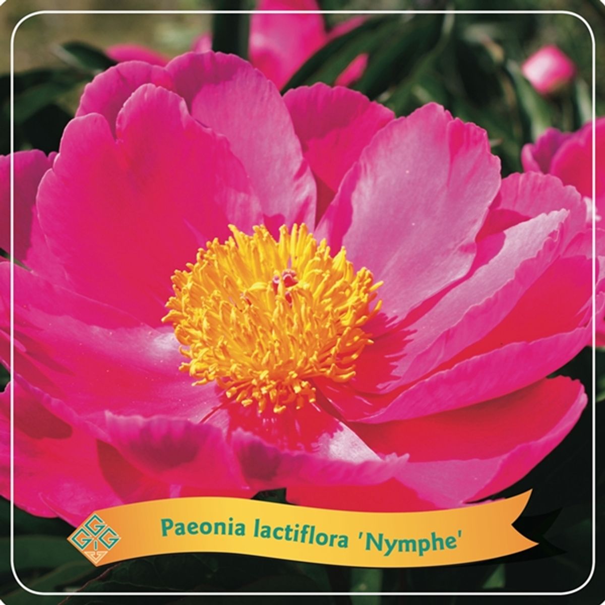 Paeonia Nymphe Grossiste En Plantes FlorAccess paeonia-nymphe-grossiste-en-plantes-floraccess