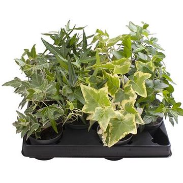 Hedera helix MIX