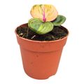 Geogenanthus ciliatus 'Aura Flame'