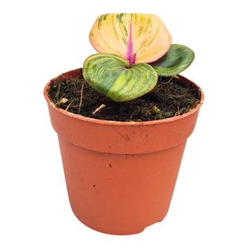 Geogenanthus ciliatus 'Aura Flame'