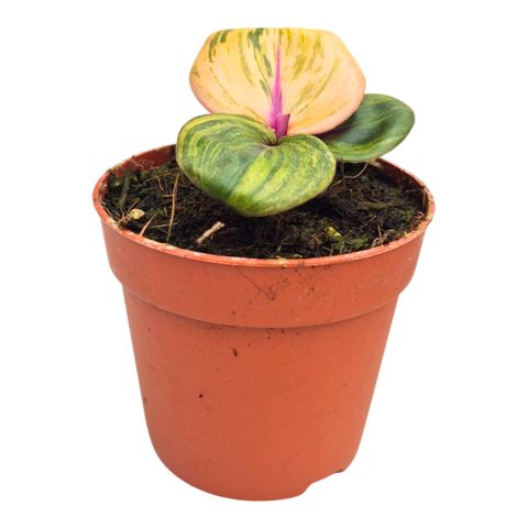 Geogenanthus ciliatus 'Aura Flame'