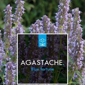 Agastache 'Blue Fortune'