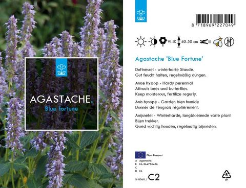 Agastache 'Blue Fortune'