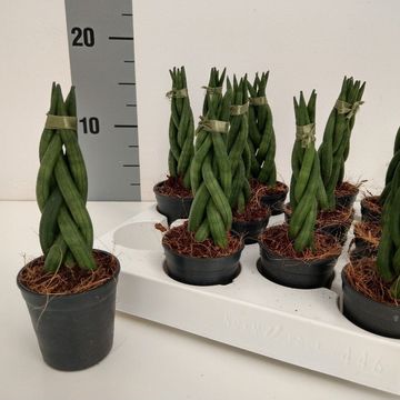 Sansevieria cylindrica 'Braid'