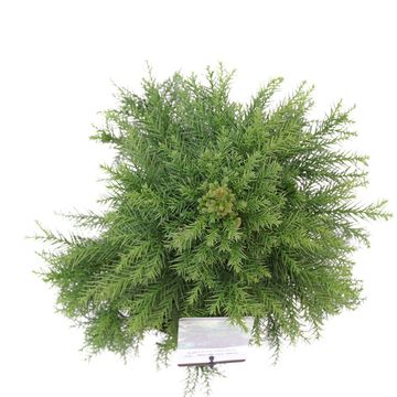 Cryptomeria japonica 'Monstrosa Nana'