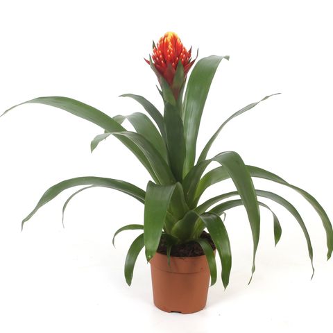 Guzmania 'Torch'