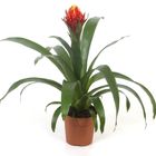 Guzmania 'Torch'