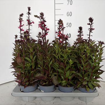 Lobelia x speciosa STARSHIP SCARLET