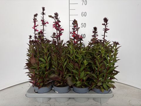 Lobelia x speciosa STARSHIP SCARLET