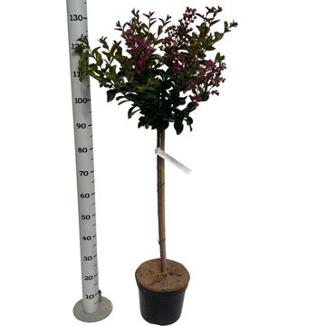 Lagerstroemia indica 'Purple Star'