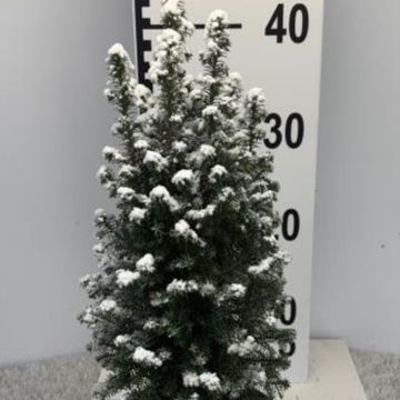Chamaecyparis thyoides 'Top Point'