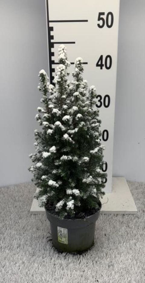 Chamaecyparis thyoides 'Top Point'