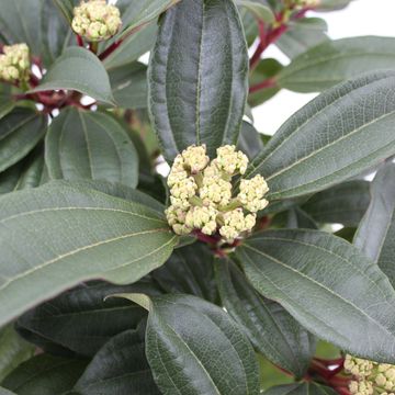 Viburnum davidii